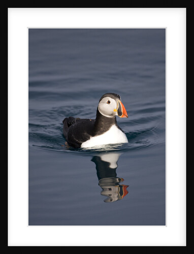 Atlantic Puffin Swimming in the Svalbard Islands by Anonymous