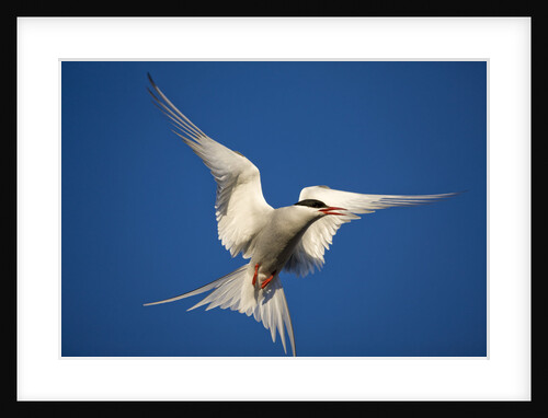 Arctic Tern in Flight by Anonymous