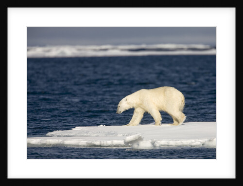 Polar Bear on Melting Pack Ice at Spitsbergen by Anonymous