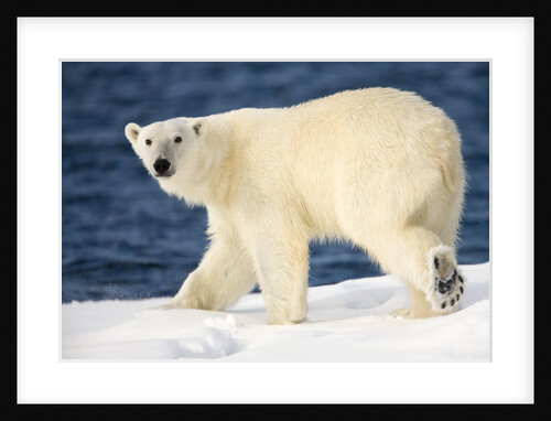 Polar Bear on Snow Covered Iceberg at Spitsbergen by Anonymous