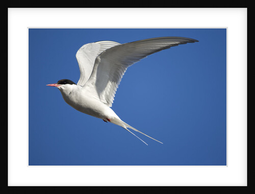 Arctic Tern in Flight by Anonymous