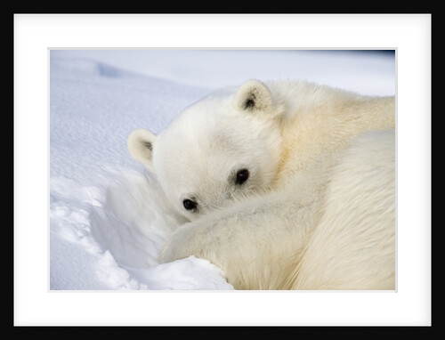 Polar Bear Curled Up on Iceberg at Spitsbergen Island by Anonymous