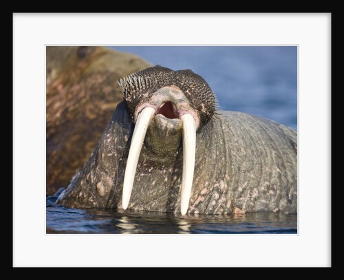 Walrus Yawning in Water Off Shore at Tiholmane Island by Anonymous