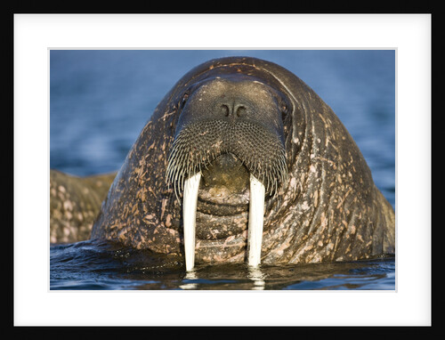 Walrus Swimming Near Tiholmane Island by Anonymous