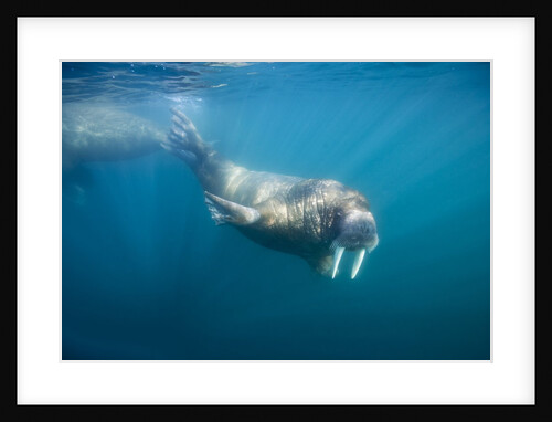 Walrus Swimming Underwater Near Tiholmane Island by Anonymous