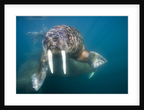 Walrus Swimming Underwater Near Tiholmane Island by Anonymous