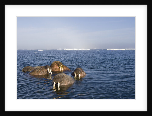 Walrus Swimming Off Shore at Tiholmane Island by Anonymous