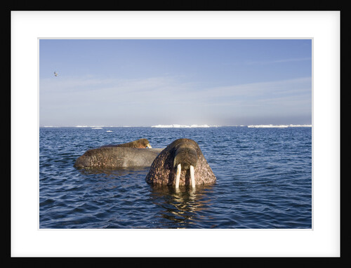 Walrus Swimming Off Shore at Tiholmane Island by Anonymous