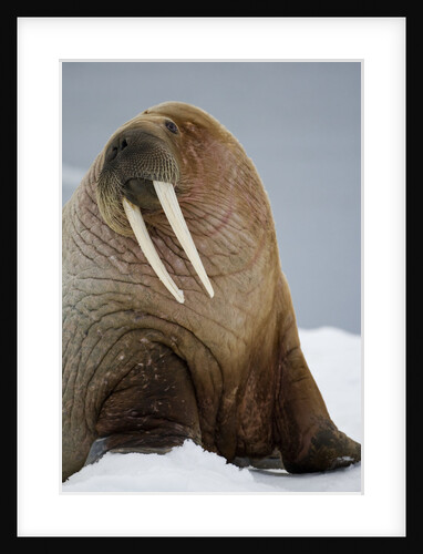 Walrus Resting on Iceberg in Bjornbukta Bay by Anonymous