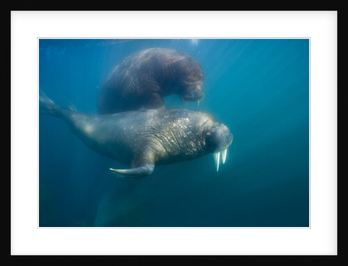 Walrus Swimming Underwater Near Tiholmane Island by Anonymous