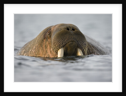 Walrus Swimming in Bjornbukta Bay on Summer Evening by Anonymous