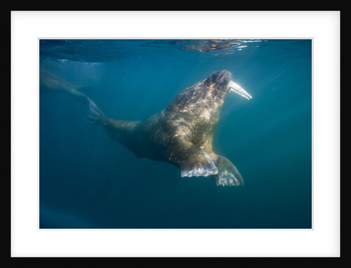 Walrus Swimming Underwater Near Tiholmane Island by Anonymous