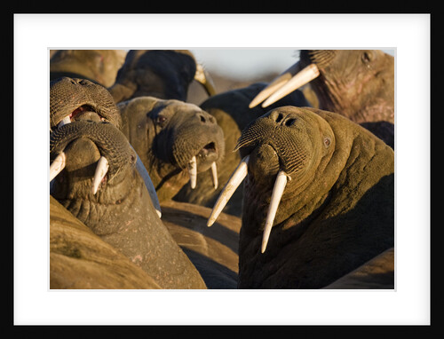 Walrus Colony Near Kapp Lee in Midnight Sun by Anonymous
