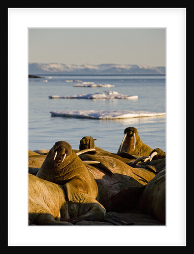 Walrus Colony Near Kapp Lee in Midnight Sun by Anonymous