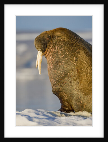 Walrus on Iceberg Near Kapp Lee in Midnight Sun by Anonymous