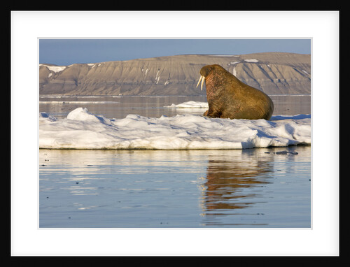 Walrus on Iceberg Near Kapp Lee in Midnight Sun by Anonymous