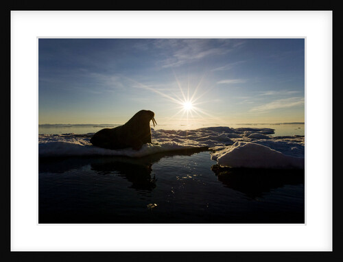 Walrus on Iceberg Near Kapp Lee in Midnight Sun by Anonymous