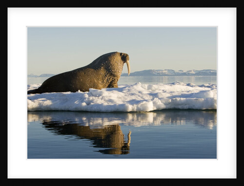 Walrus on Iceberg Near Kapp Lee in Midnight Sun by Anonymous