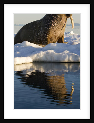 Walrus on Iceberg Near Kapp Lee in Midnight Sun by Anonymous
