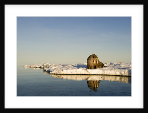 Walrus on Iceberg Near Kapp Lee in Midnight Sun by Anonymous