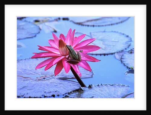 Frog on water lily in pond by Anonymous