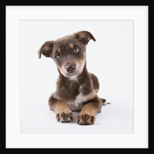 Innocent Puppy by Anonymous