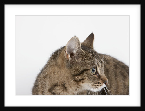 Curious Cat by Anonymous