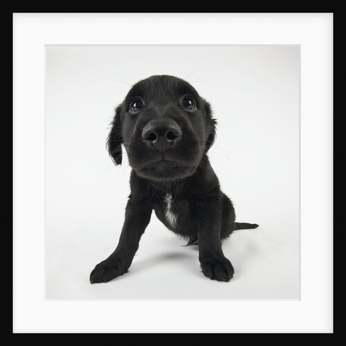 Puppy Looking at Camera by Anonymous