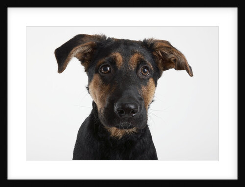 Dog Looking at Camera by Anonymous