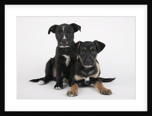 Two Puppies by Anonymous