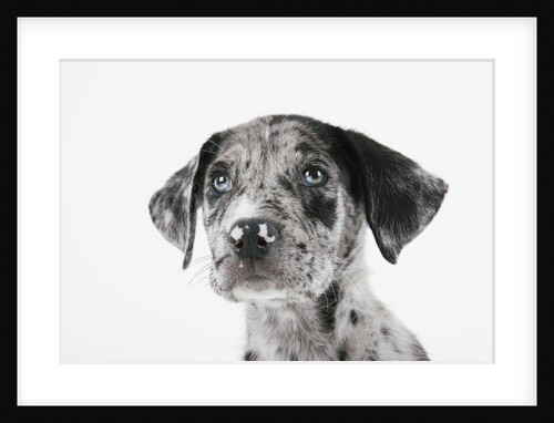 Puppy Looking Up by Anonymous