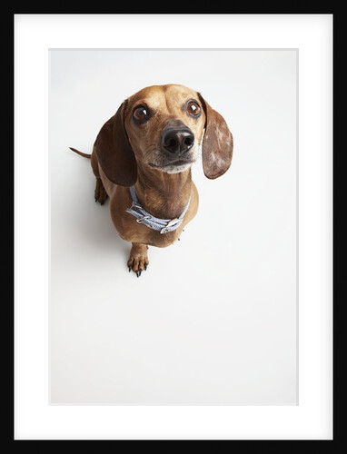 Cute Dog Looking Up by Anonymous