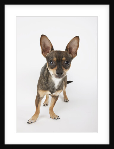 Alert Dog by Anonymous