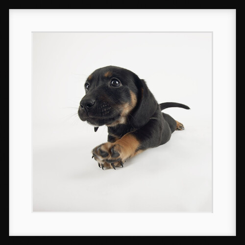Puppy Stretching by Anonymous