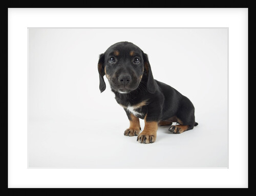Cute Puppy by Anonymous