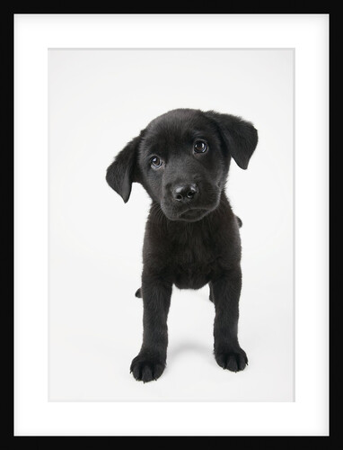 Cute Puppy by Anonymous