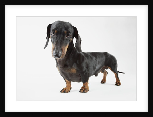 Cute Dachshund by Anonymous