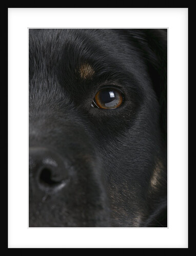 Dog's Eye and Nose by Anonymous