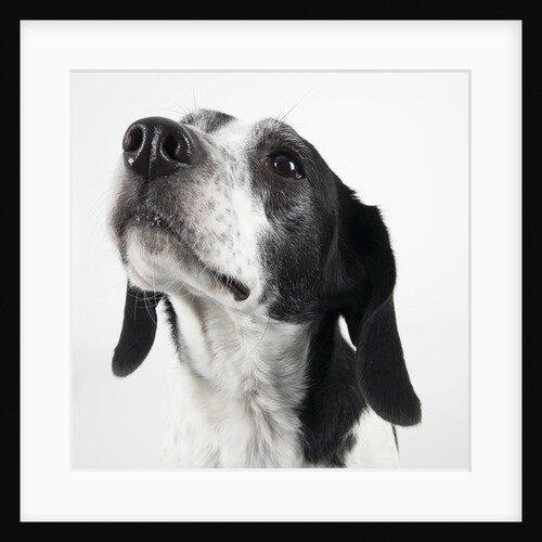 Dog Looking Up by Anonymous