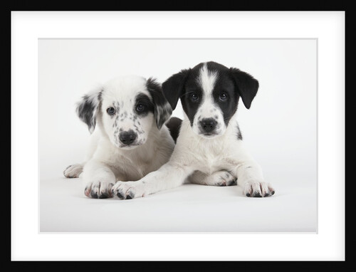 Two Puppies by Anonymous