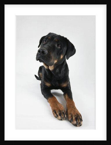 Pensive Dog by Anonymous