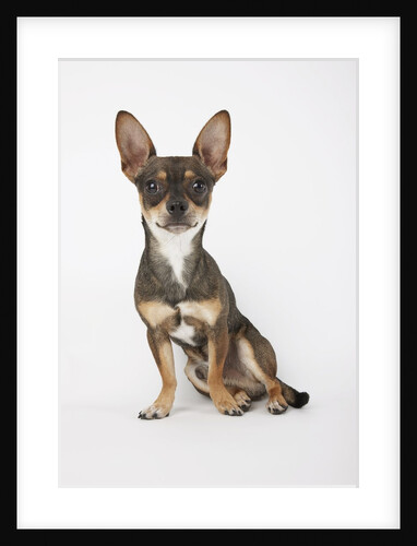 Sitting Dog by Anonymous