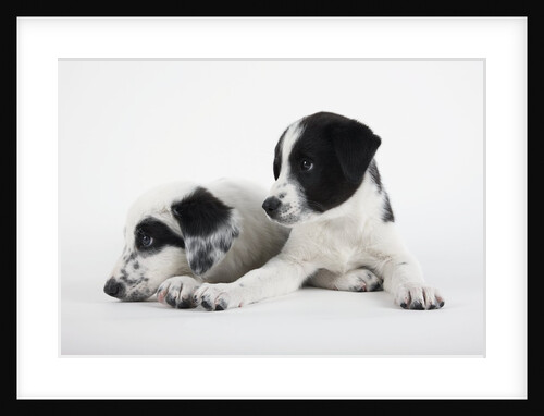 Two Puppies by Anonymous