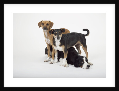 Three Dogs by Anonymous
