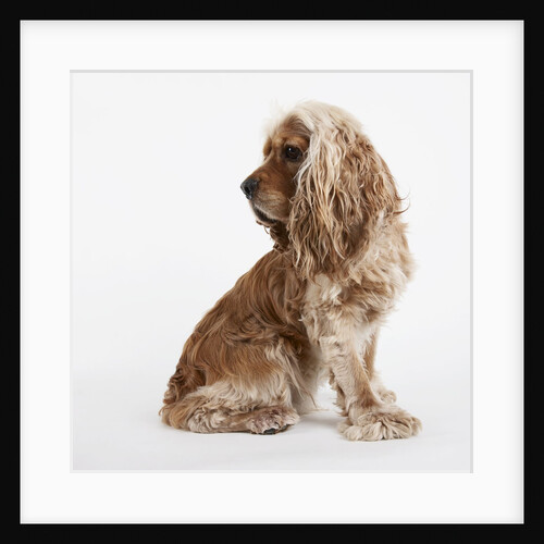 Sitting Dog by Anonymous