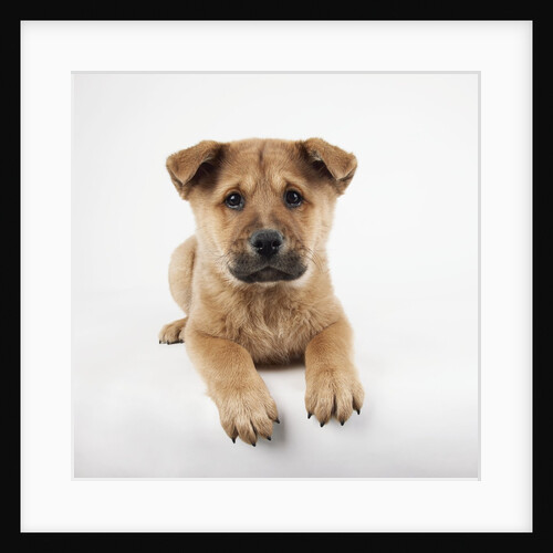 Reclining Puppy by Anonymous