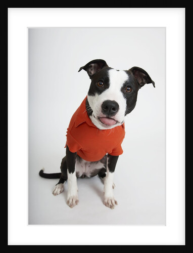 Quirky Dog in a Shirt by Anonymous