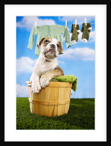 Bulldog Puppy in Laundry Basket by Anonymous