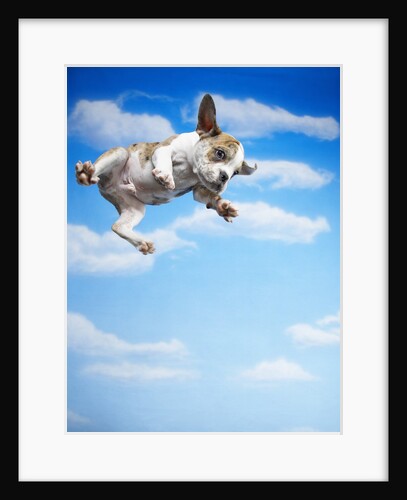 Flying Bulldog Puppy by Anonymous