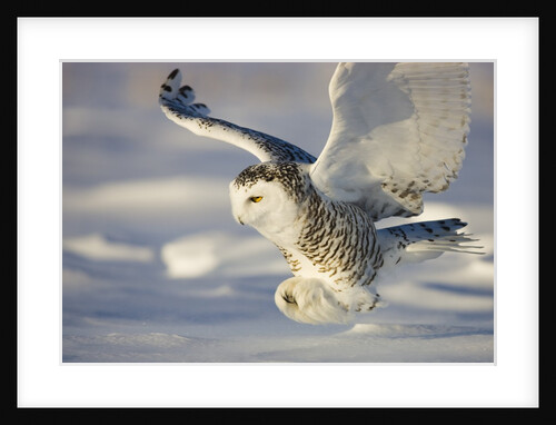 Snowy Owl in Flight Hunting by Anonymous